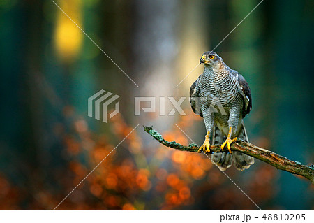 Bird in fall forest. Goshawk, Accipiter gentilis 48810205