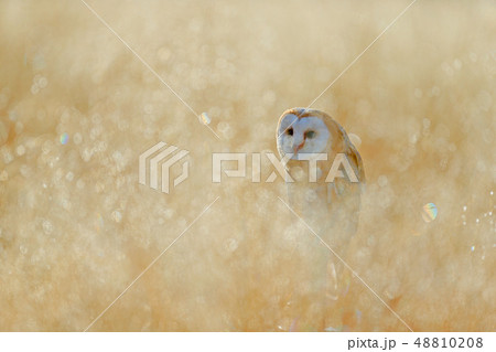 Barn Owl, Tyto alba, in the rime white grass 48810208