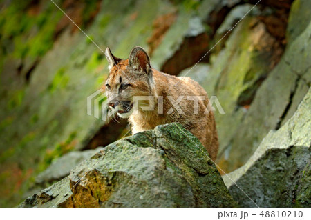 Hidden wild big cat Cougar, Puma concolor 48810210