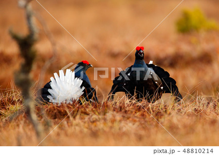 Black grouse on the bog meadow. 48810214
