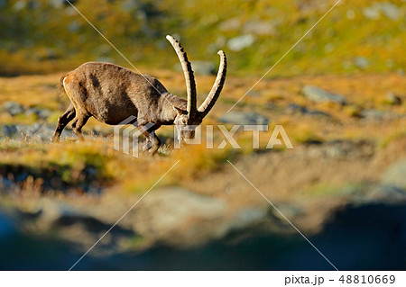 Alpine Ibex, Capra ibex, in nature habitat. 48810669