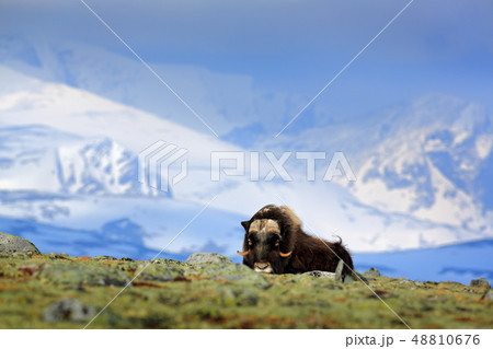 Musk Ox, Ovibos moschatus, with mountain Musk Ox, Ovibos moschatus, with mountain 48810676