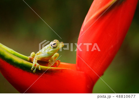 Hypsiboas rufitelus, Red-webbed Tree Frog Hypsiboas rufitelus, Red-webbed Tree Frog 48810677