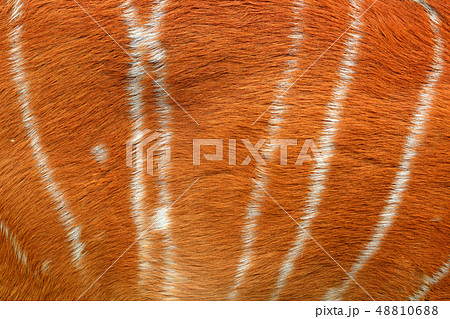 Detail of Tragelaphus angasii, Lowland nyala Detail of Tragelaphus angasii, Lowland nyala 48810688