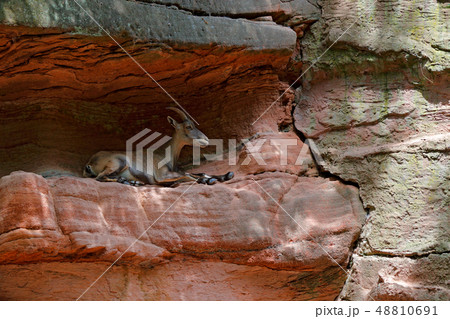 Alpine Ibex, Capra ibex, with huge horns 48810691