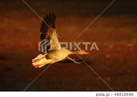 Greylag Goose, Anser anser, flying in the nature Greylag Goose, Anser anser, flying in the nature 48810696