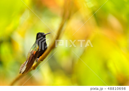 Black-Bellied Hummingbird, Eupherusa nigriventris 48810698