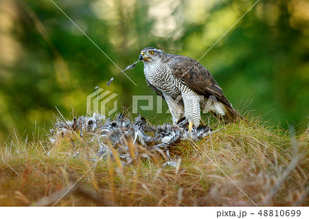 Goshaw feeding on killed bird in the forest Goshaw feeding on killed bird in the forest 48810699