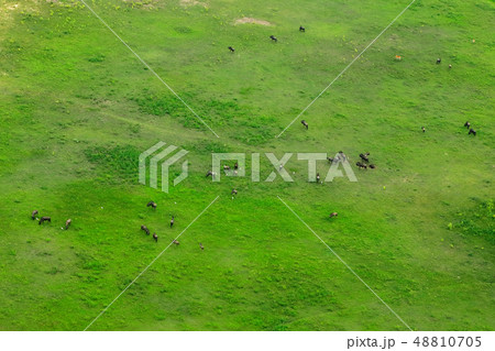 Wildebeest in aerial landscape in Okavango delta 48810705