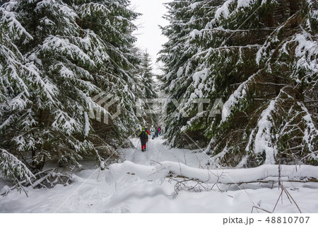 A small group of tourists goes through the winter 48810707