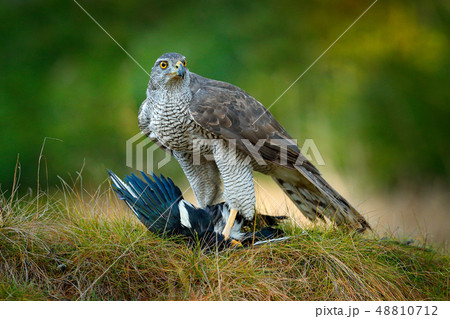 Goshaw feeding on killed bird in the forest 48810712