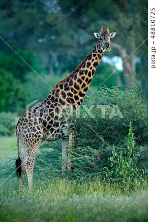 Young Giraffe and morning sunrise. Young Giraffe and morning sunrise. 48810725