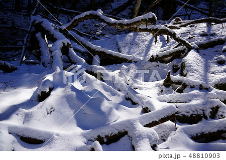 戸台河原の積雪した倒木 48810903