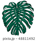 Vector illustration with tropical monstera leaves exotic jungle 48811492