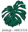 Vector illustration with tropical monstera leaves exotic jungle 48811516