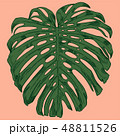 Vector illustration with tropical monstera leaves exotic jungle 48811526