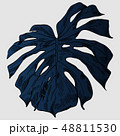 Vector illustration with tropical monstera leaves exotic jungle 48811530
