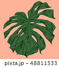 Vector illustration with tropical monstera leaves exotic jungle 48811533