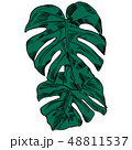 Vector illustration with tropical monstera leaves exotic jungle 48811537