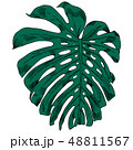 Vector illustration with tropical monstera leaves exotic jungle 48811567
