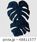 Vector illustration with tropical monstera leaves exotic jungle 48811577