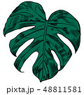 Vector illustration with tropical monstera leaves exotic jungle 48811581