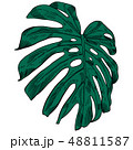 Vector illustration with tropical monstera leaves exotic jungle 48811587