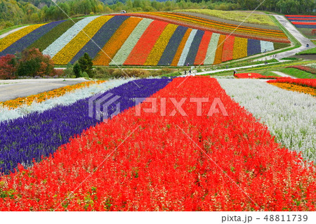 美瑛　四季彩の丘 48811739