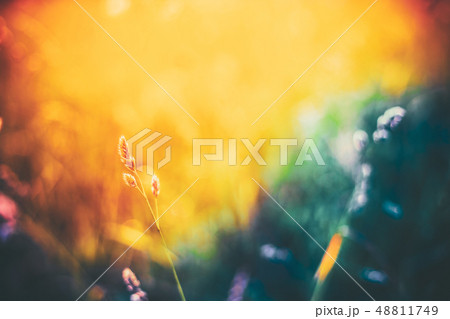 Summer Grass Meadow Close-Up With Bright Sunlight. Sunny Spring Background.  48811749