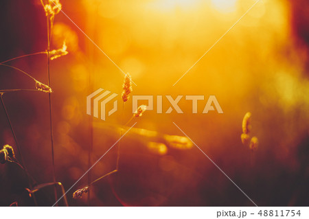 Autumn Grass Meadow Close-Up With Bright Sunlight. Sunny Spring Background. Yellow And Orange Colors Autumn Grass Meadow Close-Up With Bright Sunlight. Sunny Spring Background. Yellow And Orange Colors 48811754
