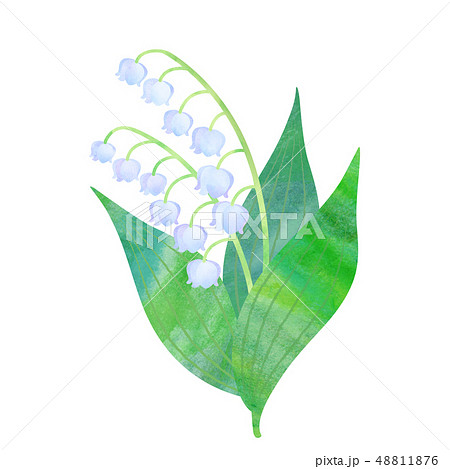 スズラン 48811876