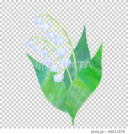 スズラン 48811876