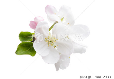 apple flower isolated apple flower isolated 48812433
