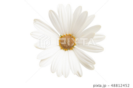 Osteospermum Daisy or Cape Daisy Flower Flower Osteospermum Daisy or Cape Daisy Flower Flower 48812452