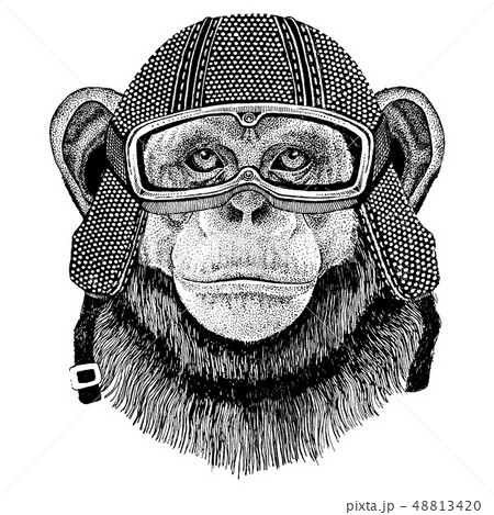 Animal wearing motorycle helmet. Image for kindergarten children clothing, kids. T-shirt, tattoo 48813420