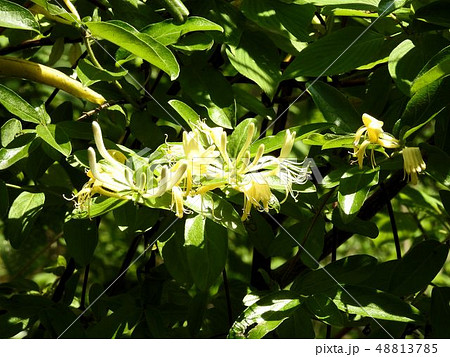 スイカズラ／御岳渓谷 48813785