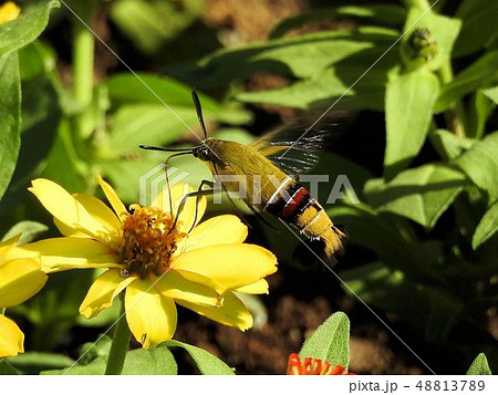 オオスカシバ/日比谷公園 オオスカシバ/日比谷公園 48813789