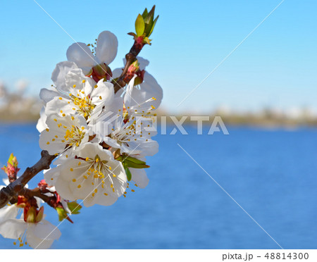 Blooming apricot against the blue sky. Blooming apricot against the blue sky. 48814300