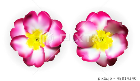 Colorful naturalistic pink white yellow primula 48814340