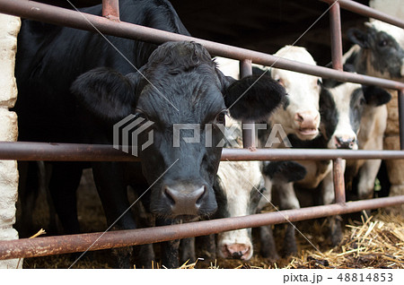 Black and white cow with wet nose looking at the camera with interest, eco farming concept Black and white cow with wet nose looking at the camera with interest, eco farming concept 48814853