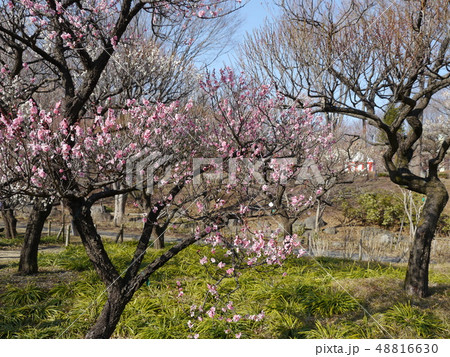 梅の花(府中市郷土の森) 梅の花(府中市郷土の森) 48816630