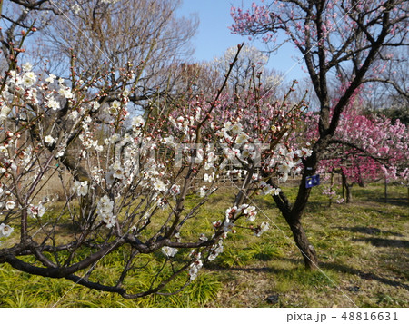梅の花(府中市郷土の森) 梅の花(府中市郷土の森) 48816631