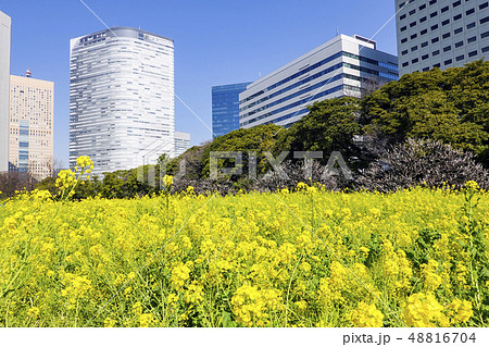 菜の花畑とビル群１ 48816704