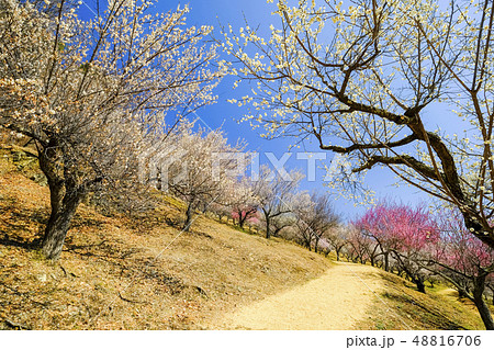白梅の散歩道 白梅の散歩道 48816706