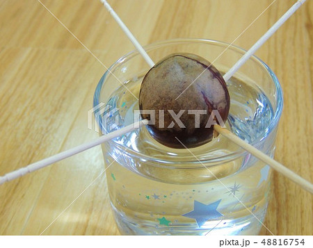 アボカドの種の水耕栽培 48816754