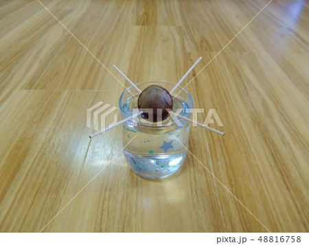 アボカドの種の水耕栽培 48816758