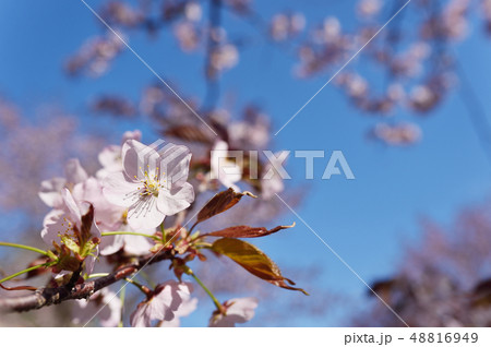 北海道の桜 帯広 緑ヶ丘公園 の写真素材