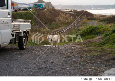 津軽の人気者 津軽の人気者 48818041