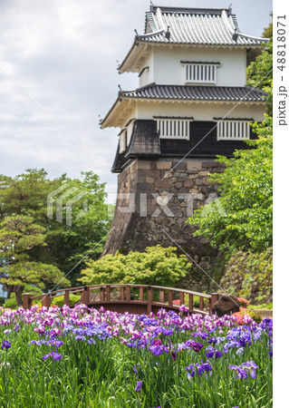 花菖蒲＠長崎県大村公園 48818071