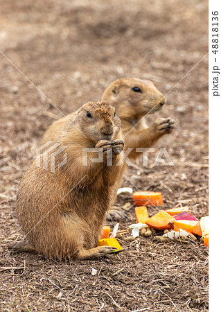 プレーリードッグのポートレート 48818136